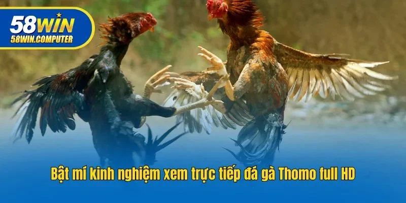Bật mí kinh nghiệm xem trực tiếp đá gà Thomo full HD