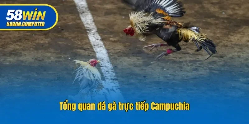 Tổng quan đá gà trực tiếp Campuchia
